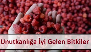Unutkanlığa İyi Gelen Bitkiler Unutkanlığa İyi Gelen Bitkiler
