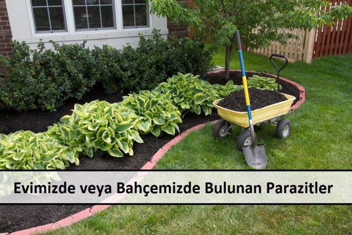 Evimizde veya Bahçemizde Bulunan Parazitler