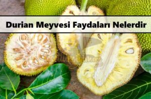 Durian Meyvesi Faydaları Nelerdir