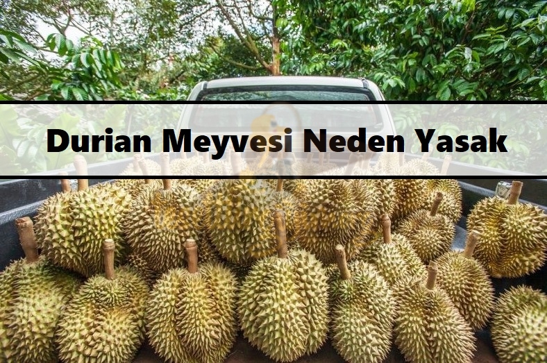Durian Meyvesi Neden Yasak