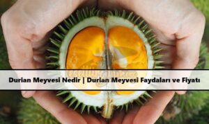 Durian Meyvesi Nedir Durian Meyvesi Faydaları ve Fiyatı