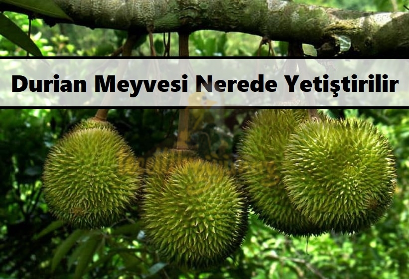 Durian Meyvesi Nerede Yetiştirilir