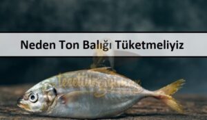 Neden Ton Balığı Tüketmeliyiz