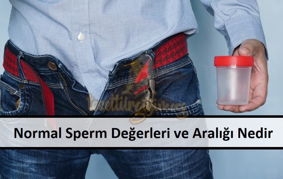 Normal Sperm Değerleri ve Aralığı Nedir